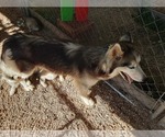 Small Photo #1 Siberian Husky Puppy For Sale in SPARTA, MO, USA