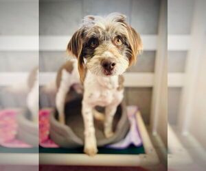 Poodle (Miniature) Mix Dog for Adoption in Pacolet, South Carolina USA