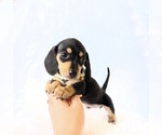 Small #5 Dachshund
