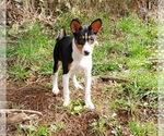 Small Photo #4 Basenji Puppy For Sale in EUGENE, OR, USA