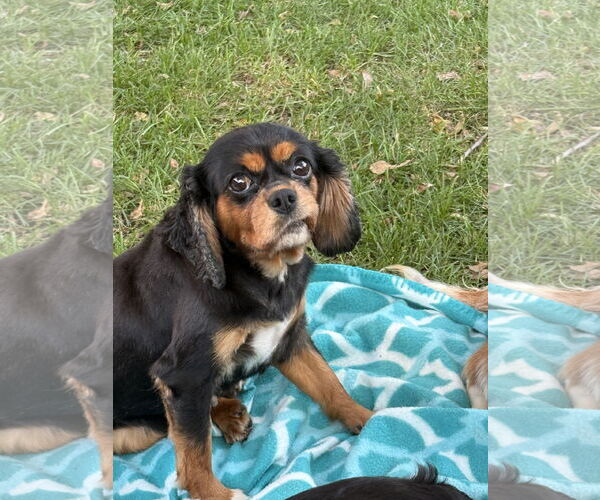Medium Photo #3 Cavalier King Charles Spaniel Puppy For Sale in Sioux Falls, SD, USA