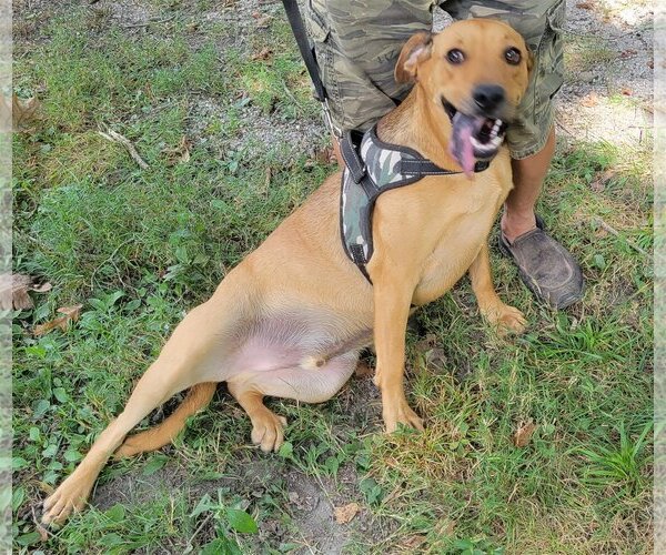 Medium Photo #3 Redbone Coonhound-Unknown Mix Puppy For Sale in Harrison, AR, USA