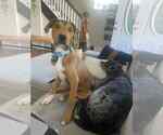 Small #3 Retriever  Mix