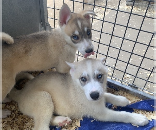 Medium Photo #2 Siberian Husky Puppy For Sale in TIMPSON, TX, USA
