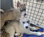 Small Photo #2 Siberian Husky Puppy For Sale in TIMPSON, TX, USA