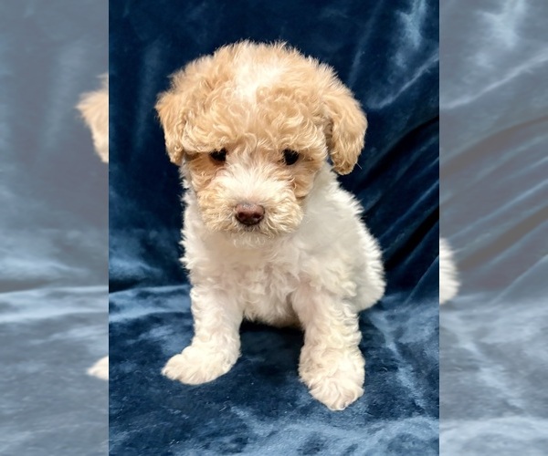 Medium Photo #4 Poodle (Miniature) Puppy For Sale in FAIR HAVEN, MI, USA
