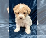 Small #3 Poodle (Miniature)