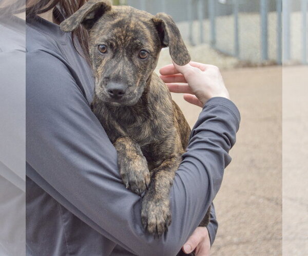Medium Photo #3 Labrador Retriever-Unknown Mix Puppy For Sale in Huntley, IL, USA