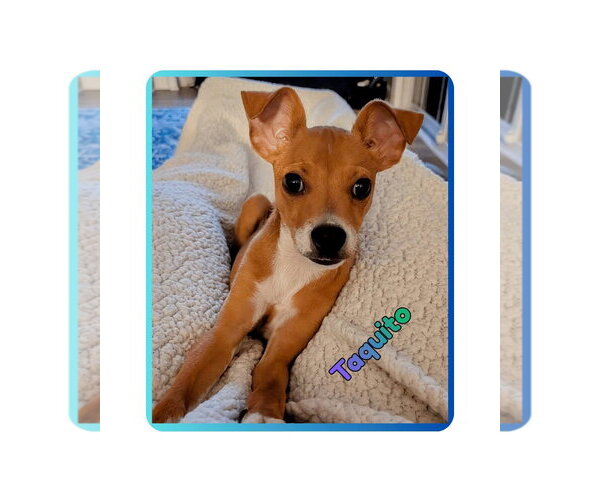 Medium Photo #1 Rat-Cha Puppy For Sale in Raleigh, NC, USA