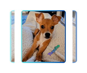 Rat-Cha Dogs for adoption in Raleigh, NC, USA