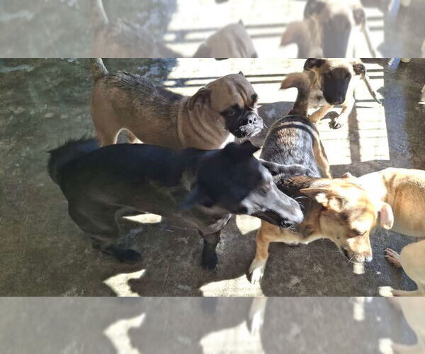 Medium Photo #10 Pug Puppy For Sale in Sebec, ME, USA