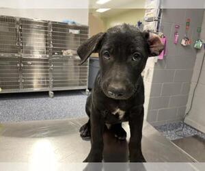 German Shepherd Dog Dogs for adoption in Riverside, CA, USA