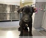 RANGER - Male German Shepherd Dog Dog for Adoption - Small photo