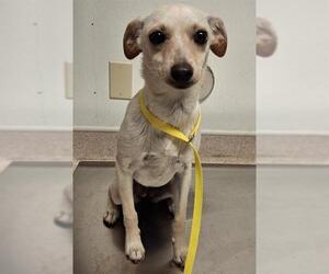 Chihuahua Dogs for adoption in Bakersfield, CA, USA