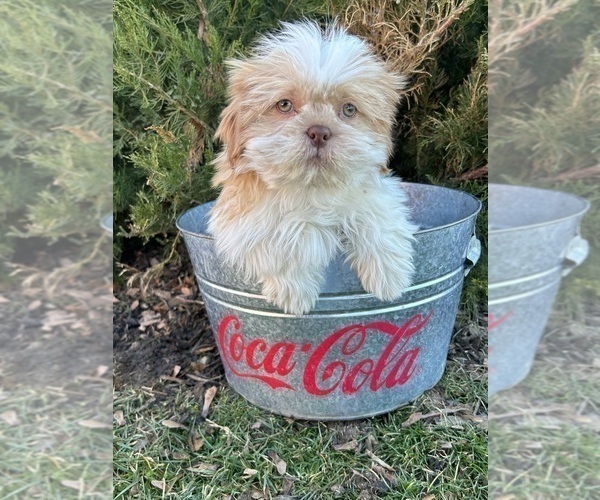 Medium Photo #2 Shih Tzu Puppy For Sale in MIDDLEBURY, IN, USA