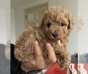 Poo-Ton Puppy for sale in EDMONDS, WA, USA