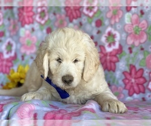 Goldendoodle Puppy for sale in LANCASTER, PA, USA