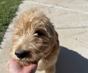 Goldendoodle Puppy for Sale in AMARILLO, Texas USA