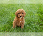 Small #6 Goldendoodle-Poodle (Miniature) Mix