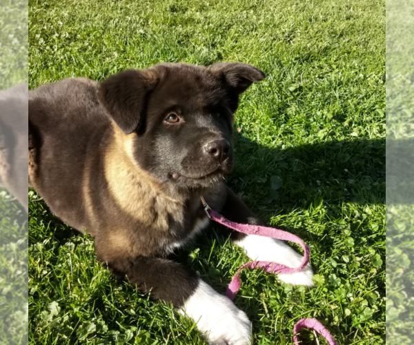 Medium Photo #6 Akita Puppy For Sale in FRESNO, OH, USA