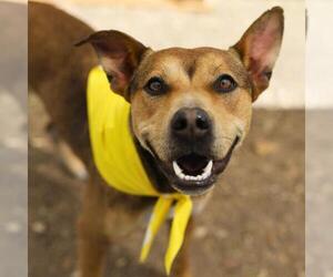 Mutt Dogs for adoption in San Antonio, TX, USA