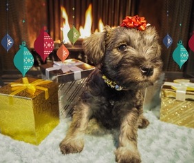 Schnauzer (Miniature) Puppy for sale in CO SPGS, CO, USA