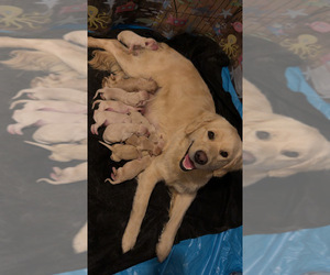 English Cream Golden Retriever Puppy for sale in MURPHY, NC, USA