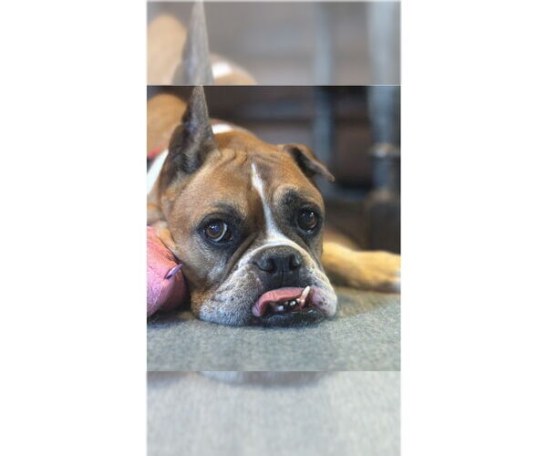 Medium Photo #4 Boxer Puppy For Sale in Austin, TX, USA