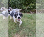 Small #8 Great Pyrenees Mix