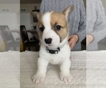 Puppy 3 Pembroke Welsh Corgi