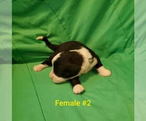 Bernedoodle Puppy for sale in SHAWNEE, OK, USA