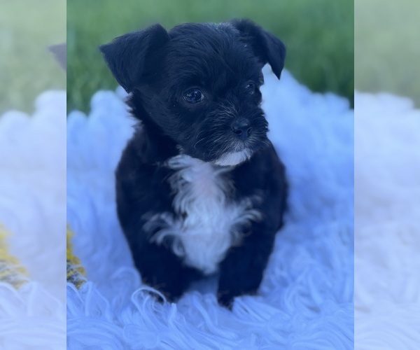 Medium Photo #15 Morkie Puppy For Sale in ROCK STREAM, NY, USA