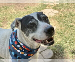 Mutt Dogs for adoption in Tulsa, OK, USA
