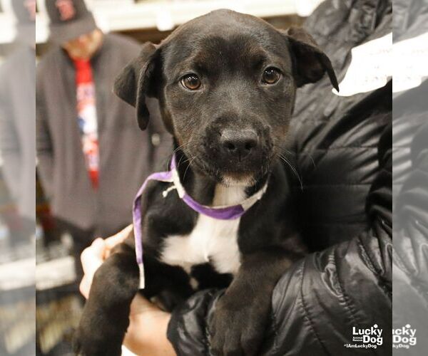 Medium Photo #5 Retriever -Unknown Mix Puppy For Sale in Washington, DC, USA