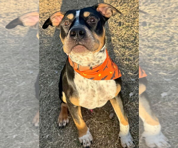 Medium Photo #1 Mutt Puppy For Sale in Great Bend, KS, USA