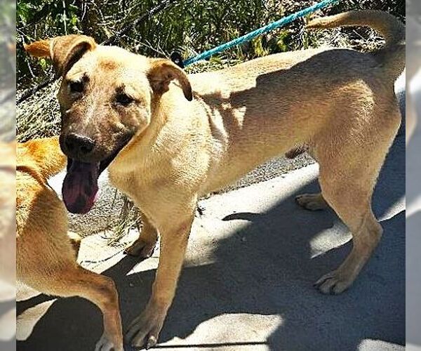 Medium Photo #3 Shepradors Puppy For Sale in Fallbrook, CA, USA