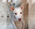 Small Photo #5 Basenji-Labrador Retriever Mix Puppy For Sale in Brewster, NY, USA