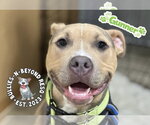 Small #7 American Pit Bull Terrier Mix