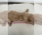 Small #10 English Cream Golden Retriever