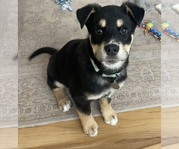 Medium Photo #6 Shepradors Puppy For Sale in Princeton, MN, USA