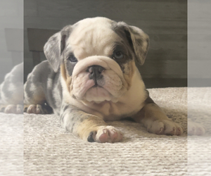 English Bulldogge Puppy for sale in BAY CITY, TX, USA