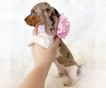 Small #7 Dachshund