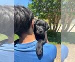 Small #10 Labrador Retriever