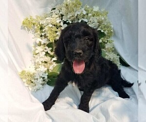 Goldendoodle-Poodle (Standard) Mix Puppy for sale in FREDERICKSBG, OH, USA