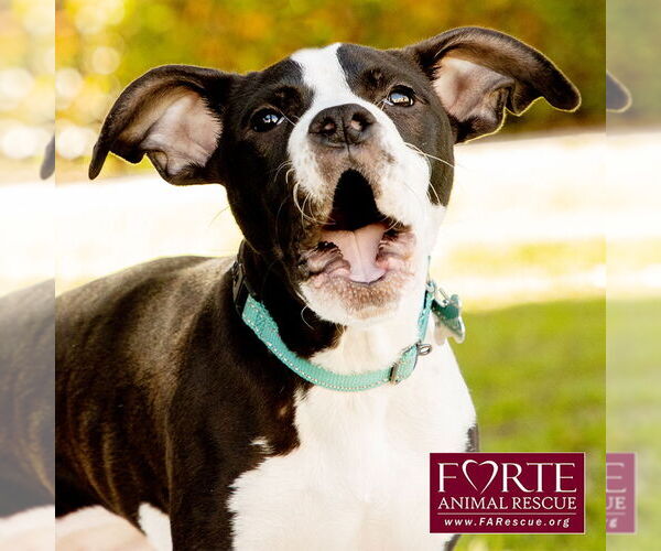 Medium Photo #9 American Staffordshire Terrier-Boston Terrier Mix Puppy For Sale in Marina del Rey, CA, USA