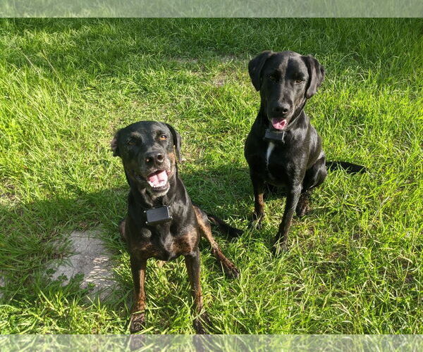 Medium Photo #1 Labrador Retriever-Unknown Mix Puppy For Sale in Rustburg, VA, USA