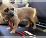 Small #1 French Bulldog Mix