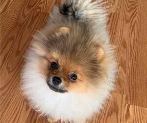 Pomeranian Puppy for sale in RESEDA, CA, USA