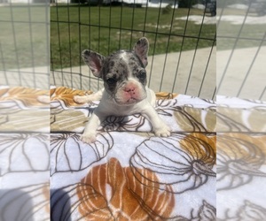French Bulldog Puppy for sale in LANCASTER, MO, USA