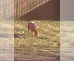Small #19 Labrador Retriever Mix